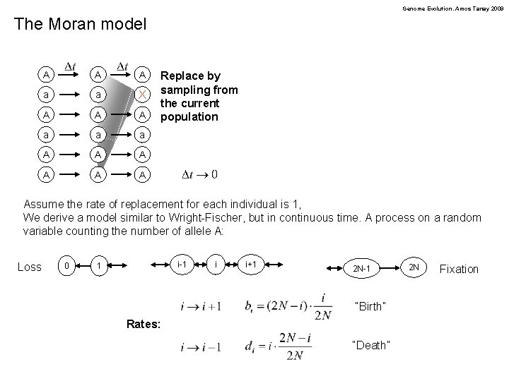 Genome Evolution. Amos Tanay 2009 The Moran model A A A a a X