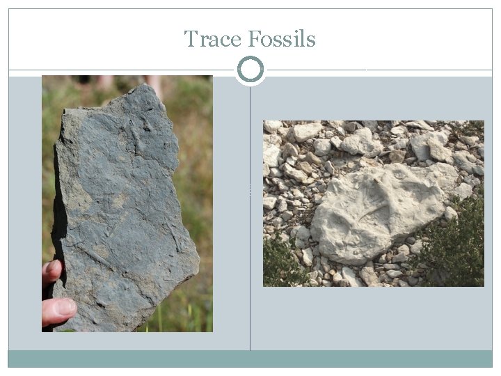 Trace Fossils 