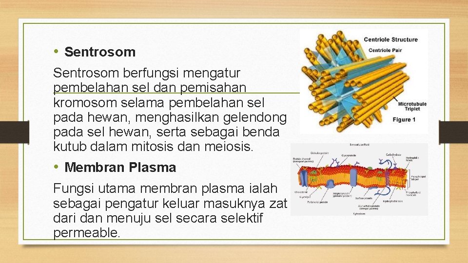  • Sentrosom berfungsi mengatur pembelahan sel dan pemisahan kromosom selama pembelahan sel pada