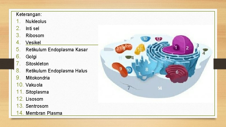 Keterangan: 1. Nukleolus 2. 3. 4. 5. 6. 7. 8. 9. 10. 11. 12.