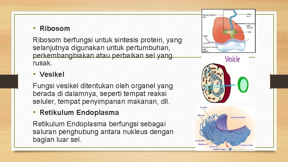  • Ribosom berfungsi untuk sintesis protein, yang selanjutnya digunakan untuk pertumbuhan, perkembangbiakan atau