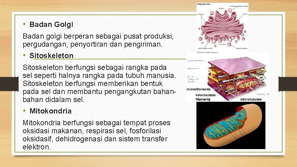  • Badan Golgi Badan golgi berperan sebagai pusat produksi, pergudangan, penyortiran dan pengiriman.