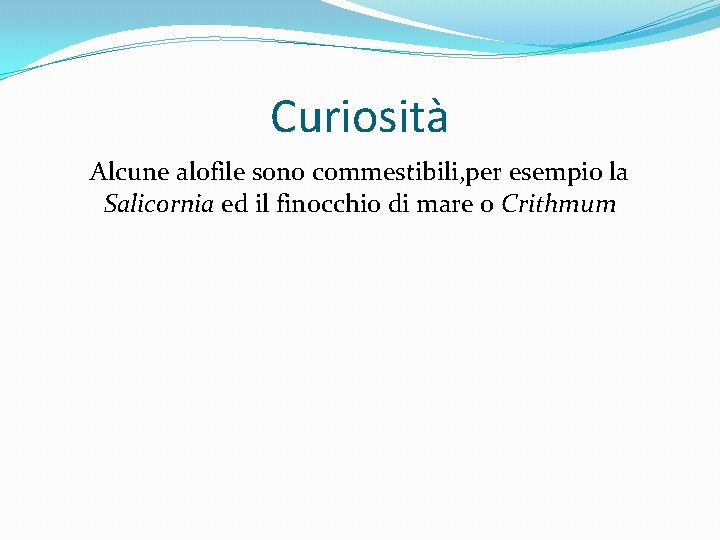 Curiosità Alcune alofile sono commestibili, per esempio la Salicornia ed il finocchio di mare