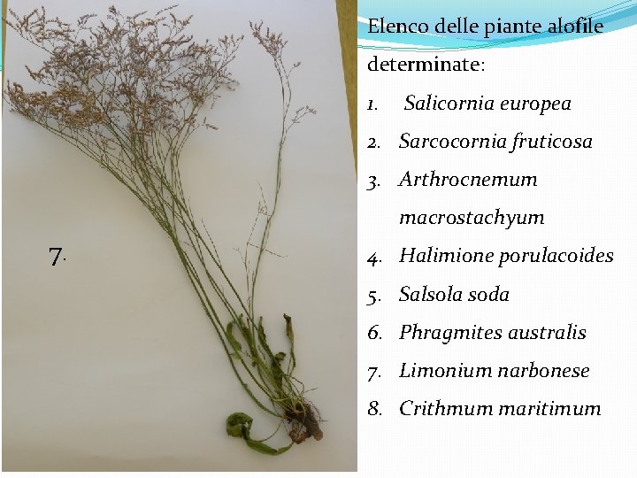 Elenco delle piante alofile determinate: 1. Salicornia europea 2. Sarcocornia fruticosa 3. Arthrocnemum macrostachyum