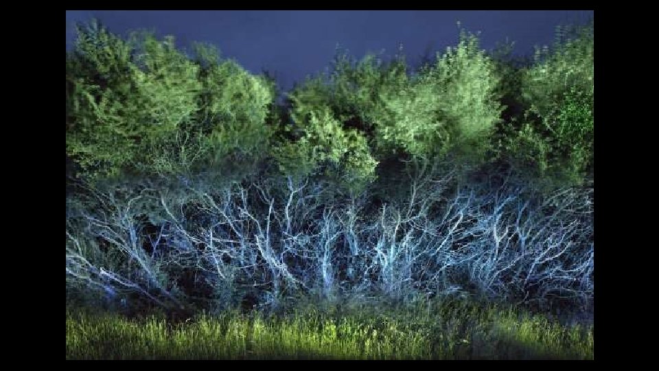 Les arbres «L'Arbre du Chamane» . 