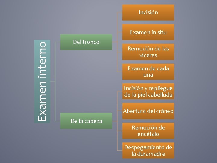 Incisión Examen interno Examen in situ Del tronco Remoción de las víceras Examen de