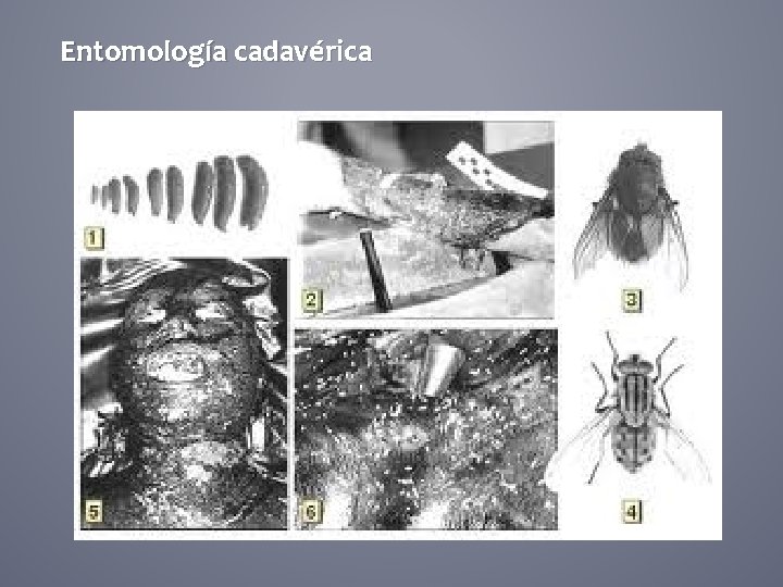 Entomología cadavérica 