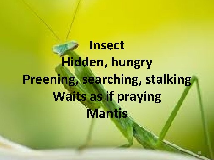 Insect Hidden, hungry Preening, searching, stalking Waits as if praying Mantis 15 