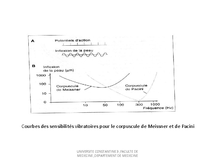 Courbes des sensibilités vibratoires pour le corpuscule de Meissner et de Pacini UNIVERSITE CONSTANTINE