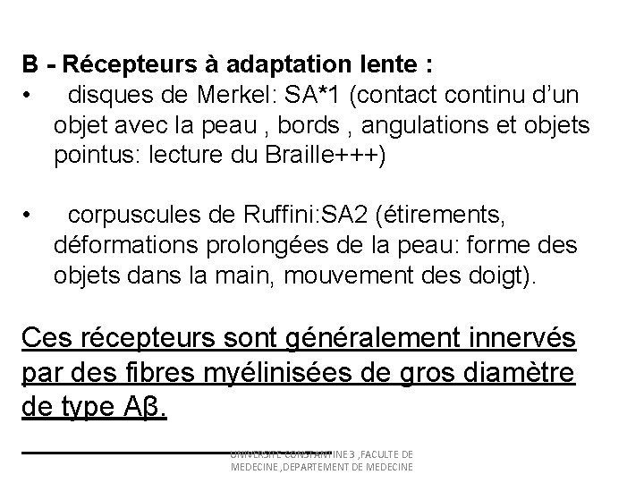 B - Récepteurs à adaptation lente : • disques de Merkel: SA*1 (contact continu