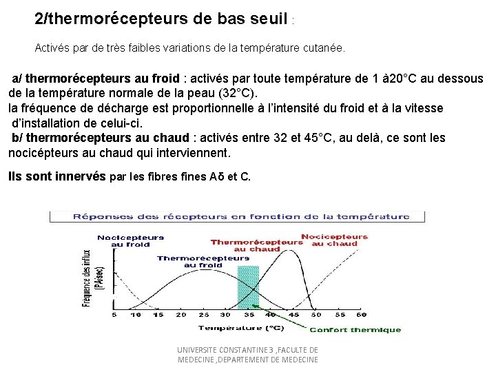 2/thermorécepteurs de bas seuil : Activés par de très faibles variations de la température