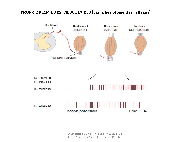PROPRIORECPTEURS MUSCULAIRES (voir physiologie des reflexes) UNIVERSITE CONSTANTINE 3 , FACULTE DE MEDECINE ,
