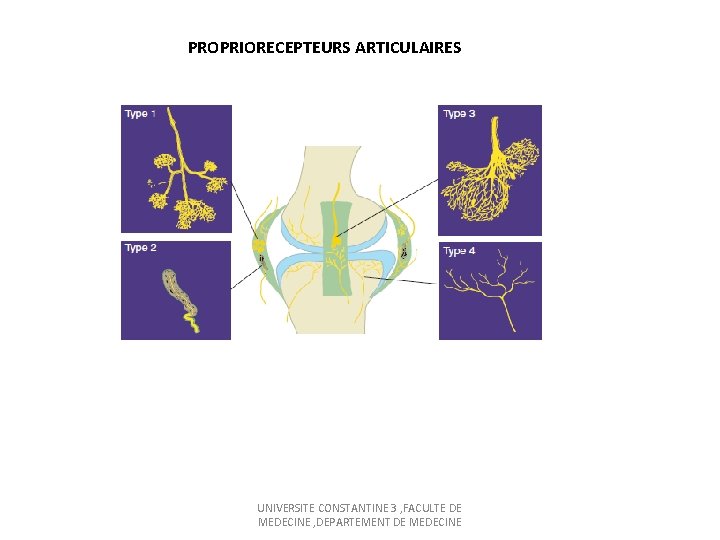 PROPRIORECEPTEURS ARTICULAIRES UNIVERSITE CONSTANTINE 3 , FACULTE DE MEDECINE , DEPARTEMENT DE MEDECINE 