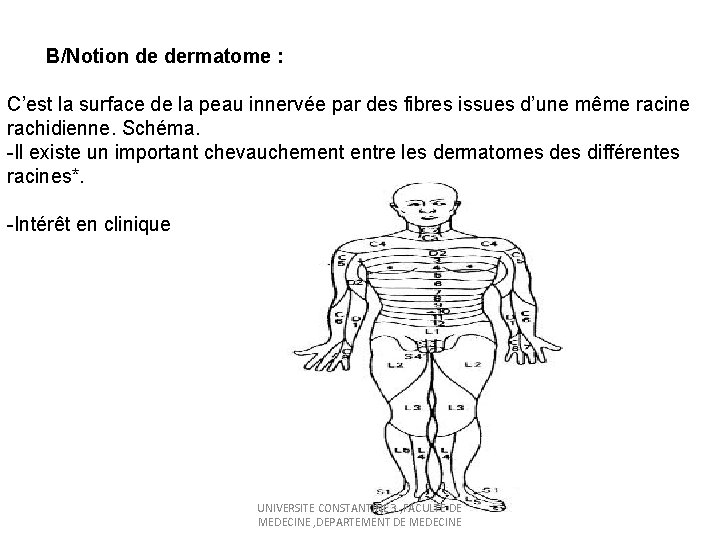  B/Notion de dermatome : C’est la surface de la peau innervée par des