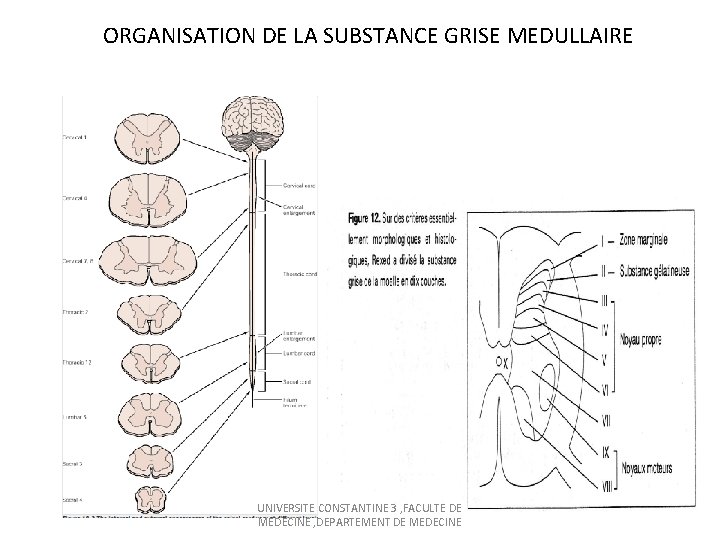 ORGANISATION DE LA SUBSTANCE GRISE MEDULLAIRE UNIVERSITE CONSTANTINE 3 , FACULTE DE MEDECINE ,