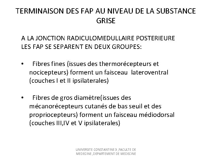 TERMINAISON DES FAP AU NIVEAU DE LA SUBSTANCE GRISE A LA JONCTION RADICULOMEDULLAIRE POSTERIEURE