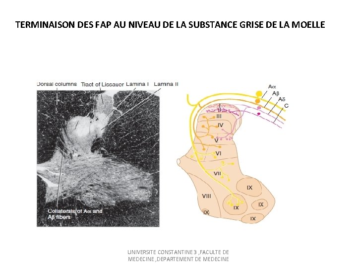 TERMINAISON DES FAP AU NIVEAU DE LA SUBSTANCE GRISE DE LA MOELLE UNIVERSITE CONSTANTINE