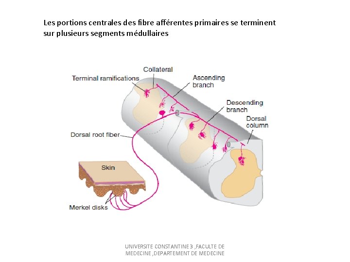 Les portions centrales des fibre afférentes primaires se terminent sur plusieurs segments médullaires UNIVERSITE