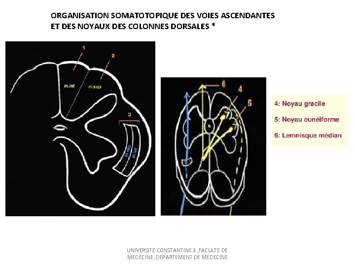 ORGANISATION SOMATOTOPIQUE DES VOIES ASCENDANTES ET DES NOYAUX DES COLONNES DORSALES * UNIVERSITE CONSTANTINE