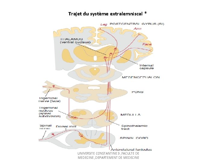 Trajet du système extralemniscal * UNIVERSITE CONSTANTINE 3 , FACULTE DE MEDECINE , DEPARTEMENT