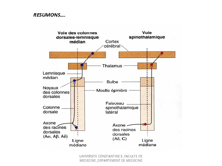 RESUMONS…. UNIVERSITE CONSTANTINE 3 , FACULTE DE MEDECINE , DEPARTEMENT DE MEDECINE 