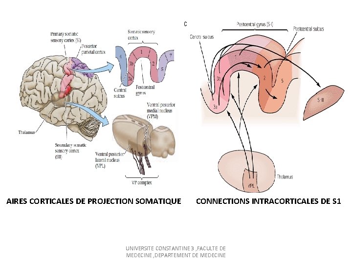 AIRES CORTICALES DE PROJECTION SOMATIQUE CONNECTIONS INTRACORTICALES DE S 1 UNIVERSITE CONSTANTINE 3 ,