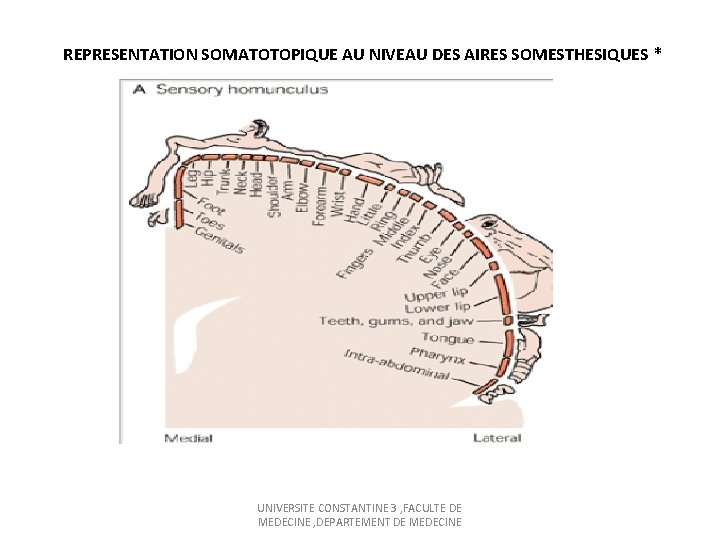 REPRESENTATION SOMATOTOPIQUE AU NIVEAU DES AIRES SOMESTHESIQUES * UNIVERSITE CONSTANTINE 3 , FACULTE DE
