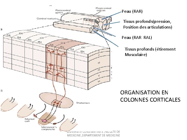Peau (RAR) Tissus profonds(pression, Position des articulations) Peau (RAR RAL) Tissus profonds (étirement Musculaire)