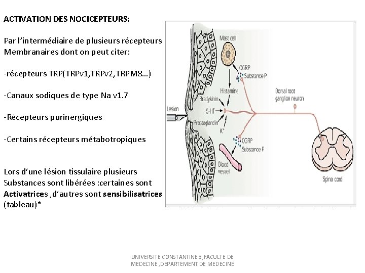 ACTIVATION DES NOCICEPTEURS: Par l’intermédiaire de plusieurs récepteurs Membranaires dont on peut citer: -récepteurs