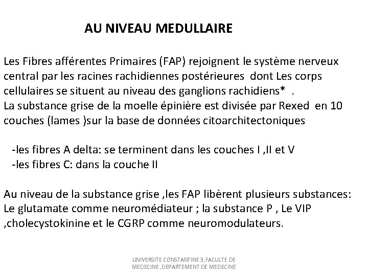 AU NIVEAU MEDULLAIRE Les Fibres afférentes Primaires (FAP) rejoignent le système nerveux central par