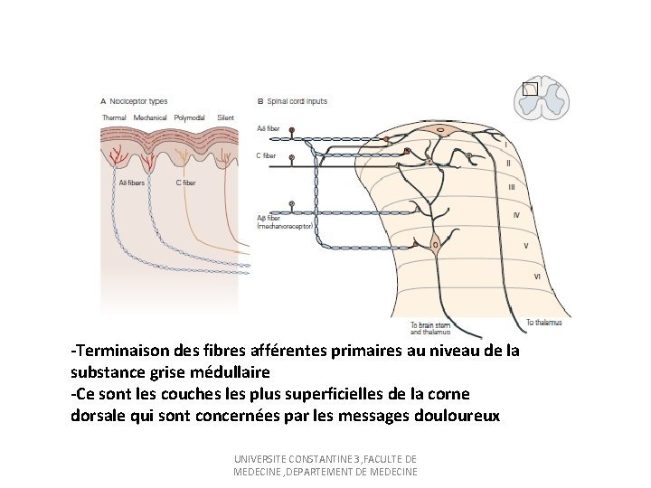 -Terminaison des fibres afférentes primaires au niveau de la substance grise médullaire -Ce sont