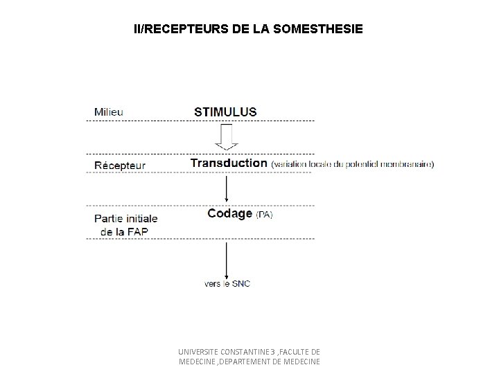 II/RECEPTEURS DE LA SOMESTHESIE UNIVERSITE CONSTANTINE 3 , FACULTE DE MEDECINE , DEPARTEMENT DE