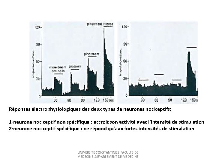 Réponses électrophysiologiques deux types de neurones nociceptifs: 1 -neurone nociceptif non spécifique : accroit