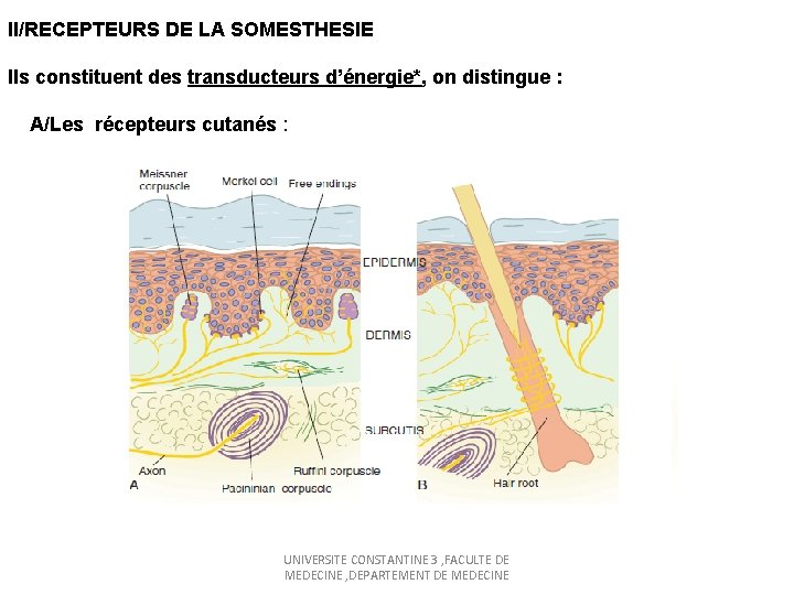 II/RECEPTEURS DE LA SOMESTHESIE Ils constituent des transducteurs d’énergie*, on distingue : A/Les récepteurs