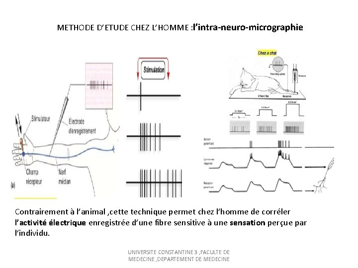 METHODE D’ETUDE CHEZ L’HOMME : l’intra-neuro-micrographie Contrairement à l’animal , cette technique permet chez