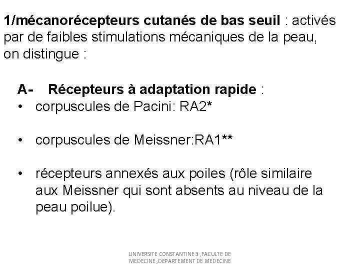 1/mécanorécepteurs cutanés de bas seuil : activés par de faibles stimulations mécaniques de la
