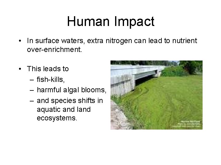 Human Impact • In surface waters, extra nitrogen can lead to nutrient over-enrichment. •