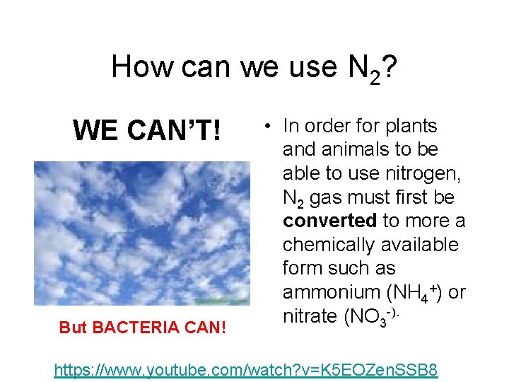 How can we use N 2? WE CAN’T! But BACTERIA CAN! • In order