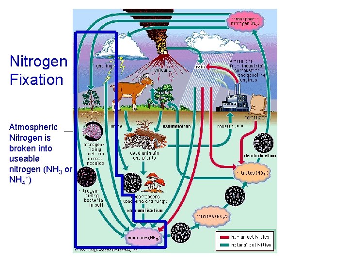 Nitrogen Fixation Atmospheric Nitrogen is broken into useable nitrogen (NH 3 or NH 4+)