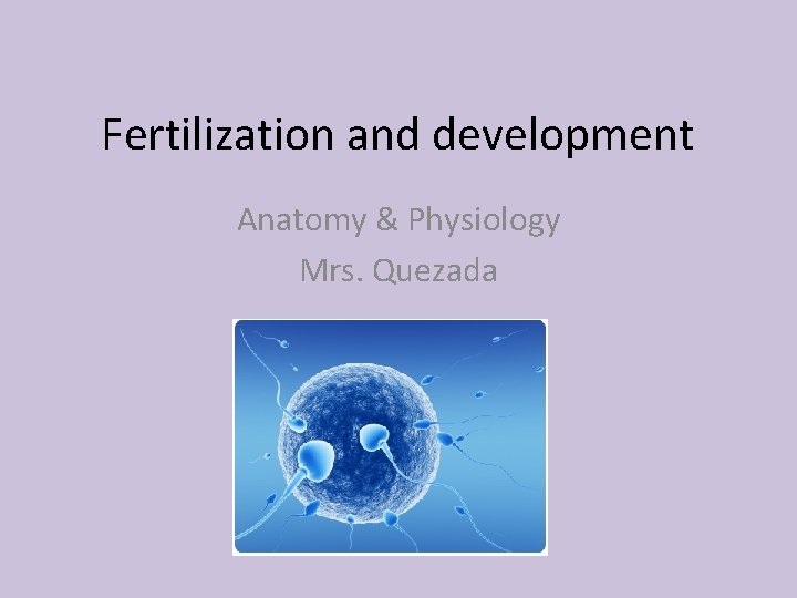 Fertilization and development Anatomy & Physiology Mrs. Quezada 