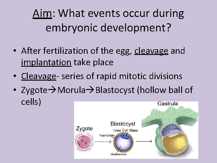 Aim: What events occur during embryonic development? • After fertilization of the egg, cleavage