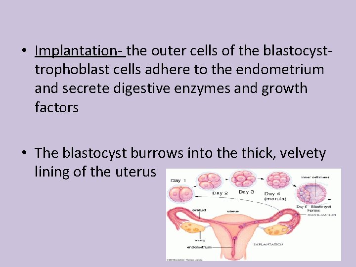  • Implantation- the outer cells of the blastocysttrophoblast cells adhere to the endometrium