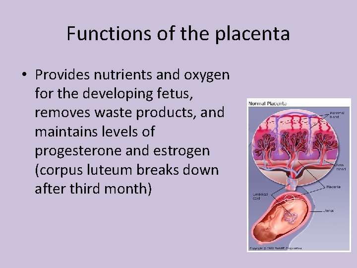 Functions of the placenta • Provides nutrients and oxygen for the developing fetus, removes