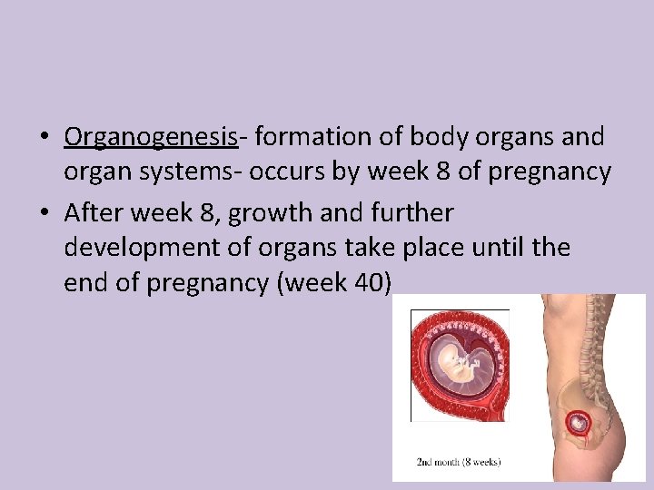  • Organogenesis- formation of body organs and organ systems- occurs by week 8