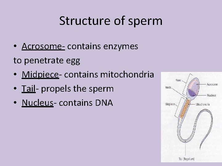 Structure of sperm • Acrosome- contains enzymes to penetrate egg • Midpiece- contains mitochondria