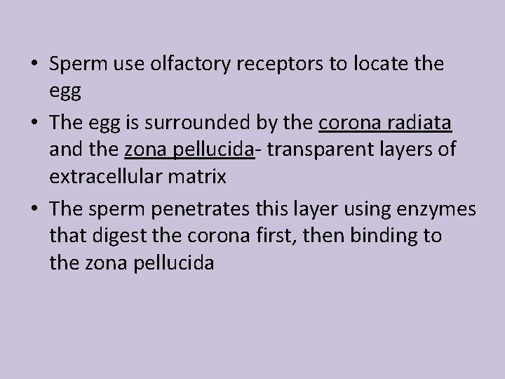  • Sperm use olfactory receptors to locate the egg • The egg is