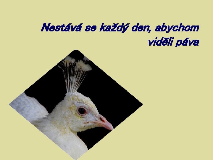 Nestává se každý den, abychom viděli páva 