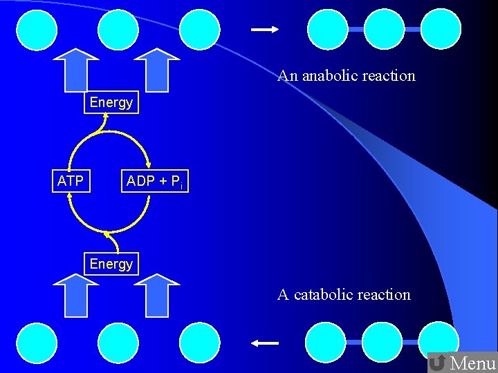 Energy Metabolism Enzyme And Cofactors 1 Forms Of