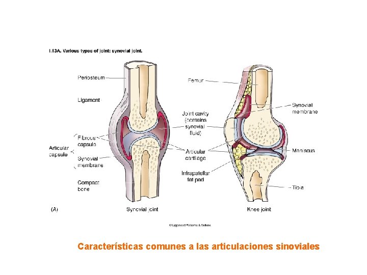 Características comunes a las articulaciones sinoviales 