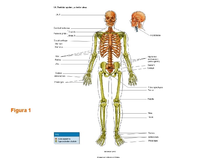 Figura 1 